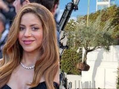 Shakira manda buscar árvore de casa que vivia com Piqué