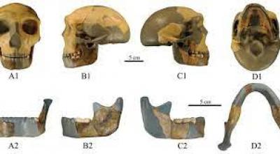 Cientistas chineses descobrem crânio de 300 mil anos de hominídeo diferente de qualquer outro já encontrado