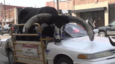 Touro gigante viaja em banco de passageiro nos EUA e carro é parado pela polícia