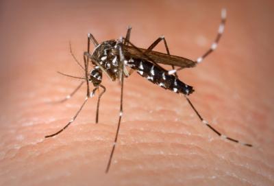 Dengue: 17 cidades do Paraná estão em situação de emergência
