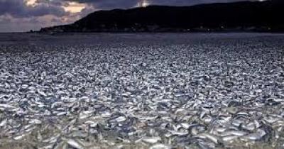 Praia da Costa Rica amanhece lotada de sardinhas mortas na areia
