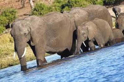 Botsuana ameaça enviar 20 mil elefantes para Alemanha